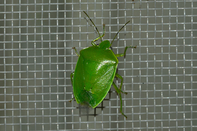 ツヤアオカメムシ