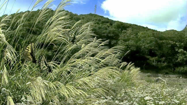 キアゲハに求愛するナミアゲハ