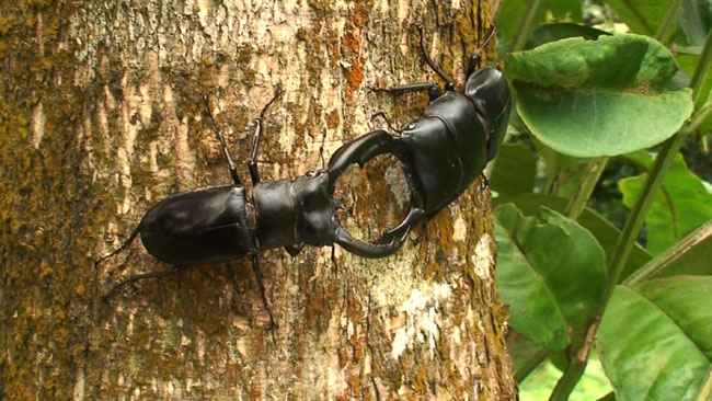 リノケロスフタマタクワガタVSスマトラヒラタクワガタ