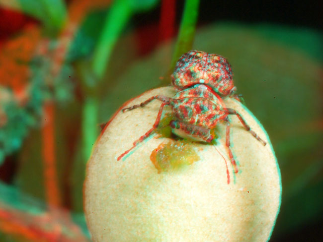 エゴヒゲナガゾウムシのアナグリフ３D