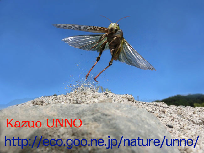 トノサマバッタのジャンプ