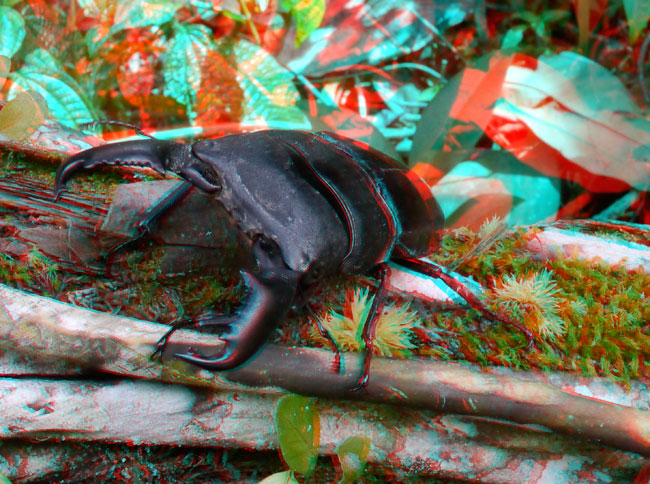 オオヒラタクワガタのアナグリフ３D写真