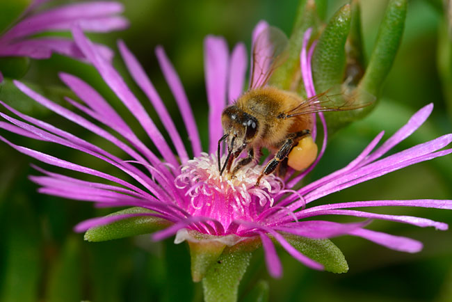 マツバギクにきたミツバチ