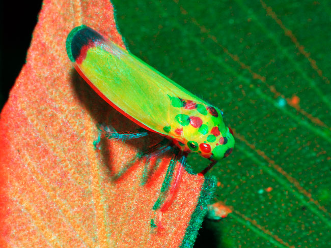 ツマグロオオヨコバイのアナグリフ３D