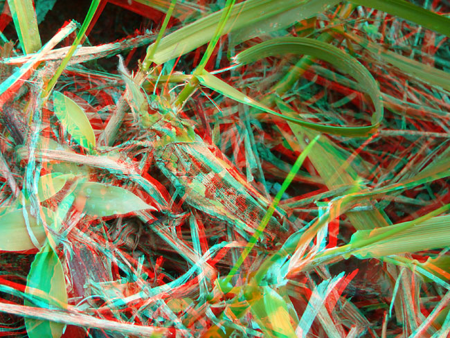 クルマバッタモドキのアナグリフ３D