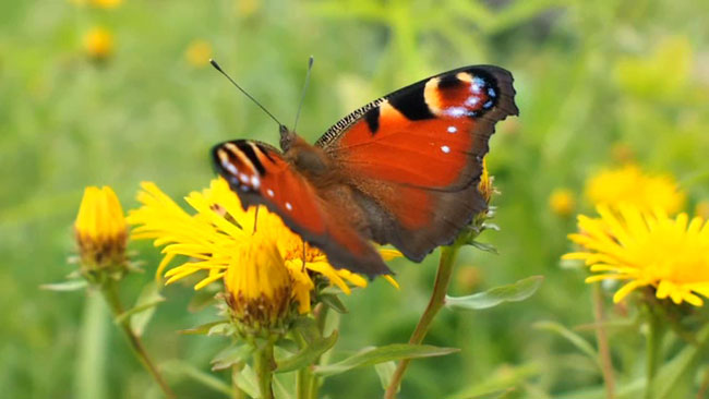 クジャクチョウの動画をOMDで撮る 