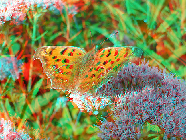 キタテハのアナグリフ３D