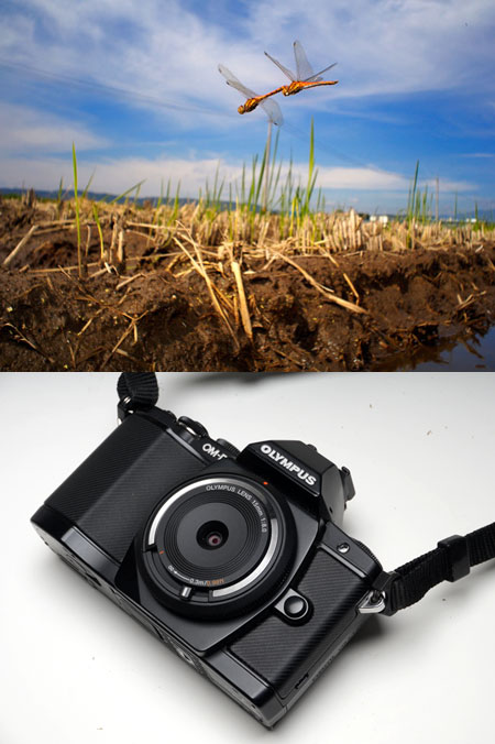 アキアカネの産卵（ボディーキャップレンズBCL-1580）