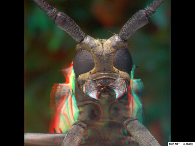 シロスジカミキリの顔のアナグリフ３D