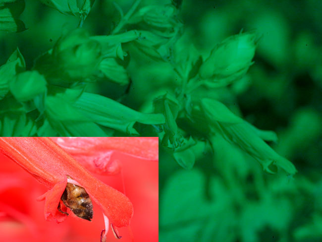 赤いサルビアの紫外線写真