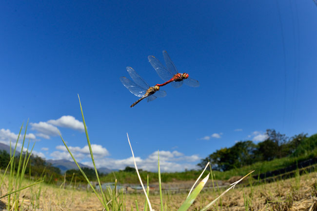 ナツアカネの産卵