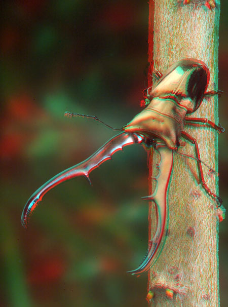 メタリフェルホソアカクワガタのアナグリフ３D写真