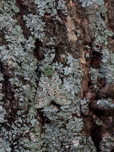 ケンモンミドリキリガ 