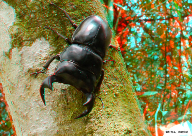 アンタエウスオオクワガタのアナグリフ３D写真