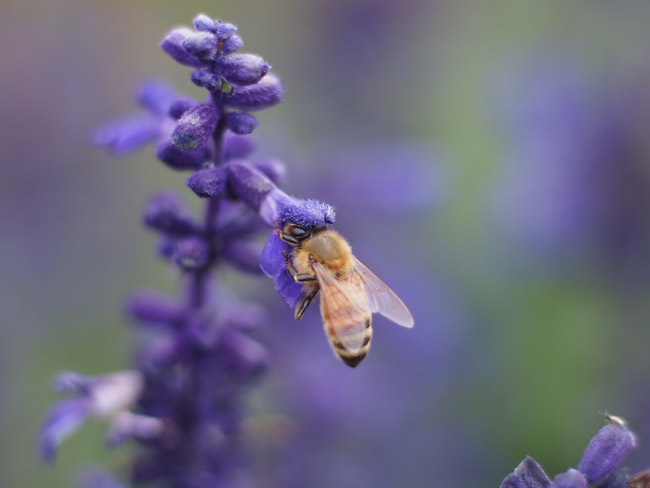 ミツバチをプラーナー50mmF1.4で