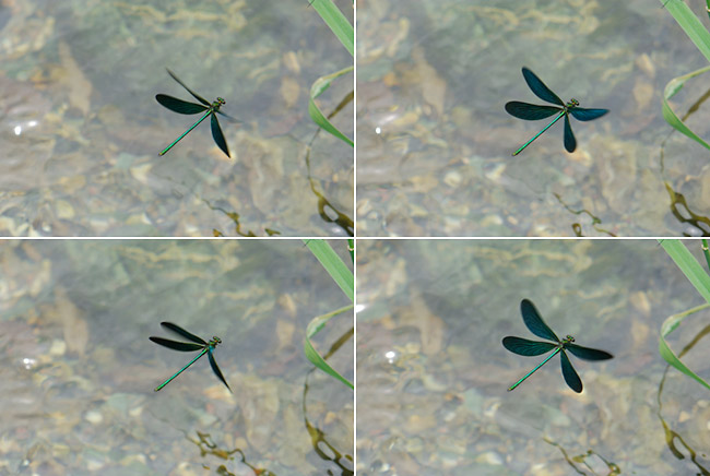 ミラーレス一眼でネイチャーフォト発売