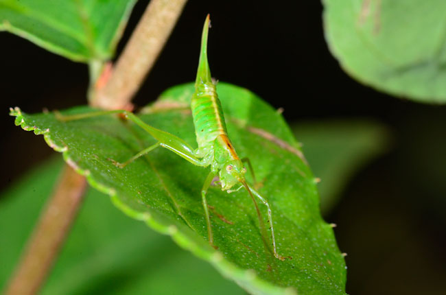 コバネササキリモドキの仲間