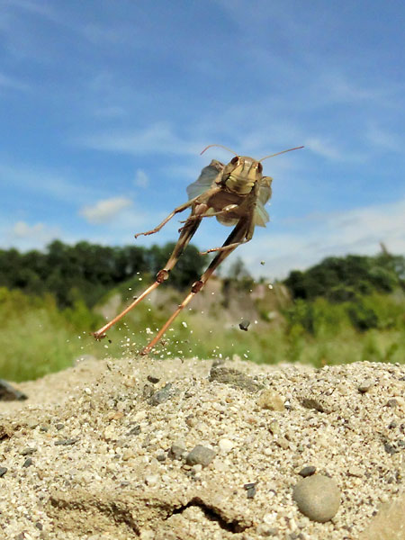 今秋発売のすごいミラーレス機の話題