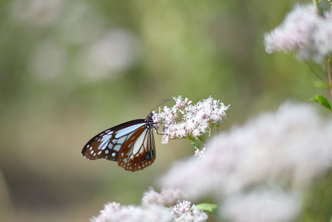 D600にAiニッコール105mmf1.8を使う