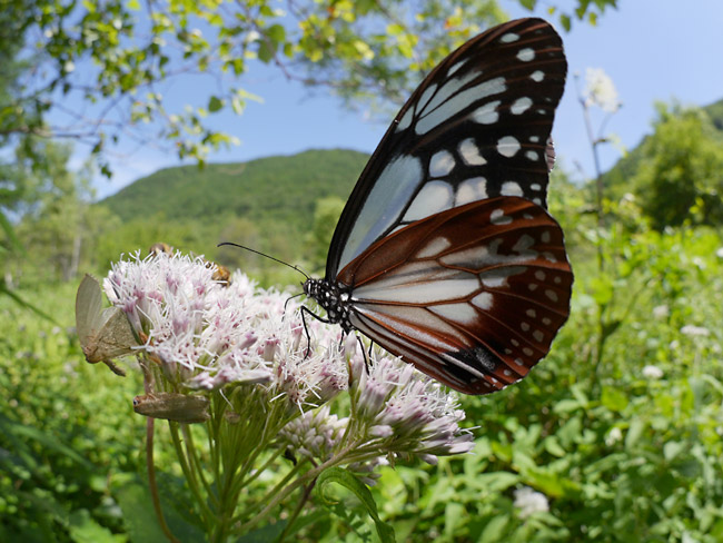 アサギマダラをLumix FISHEYE 8mm/F3.5で撮る
