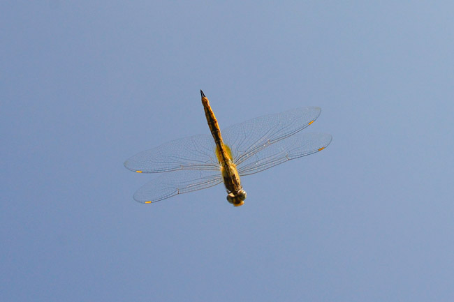 ウスバキトンボの飛翔