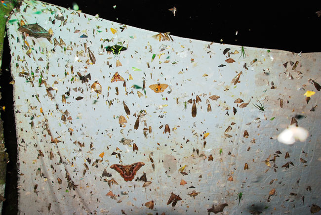 熱帯雨林の生物多様性