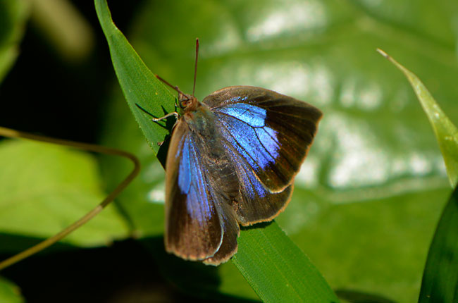 ムラサキシジミ