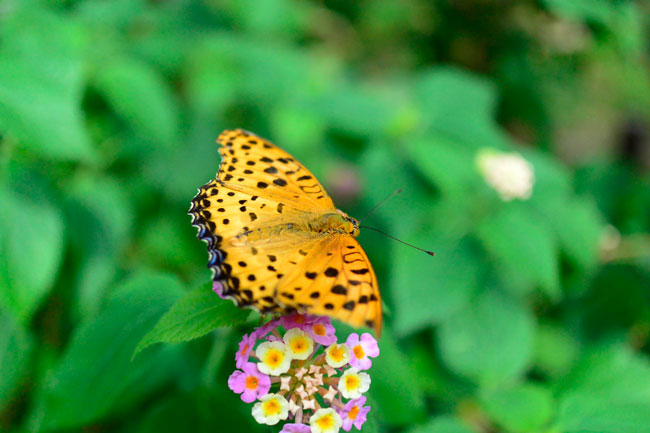 ニコン1用の新型レンズ、1 NIKKOR 18.5mm f/1.8