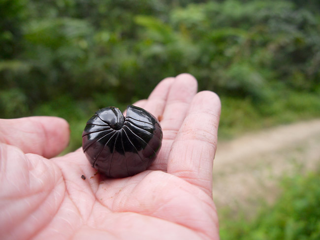 巨大タマヤスデ