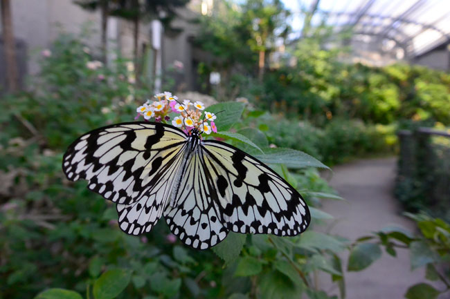 V2の標準ズームで美しい写真を撮るこつ