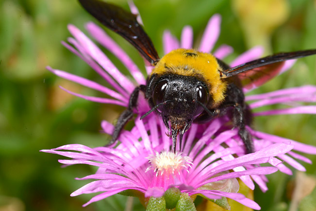 D600のワイヤレスシンクロ