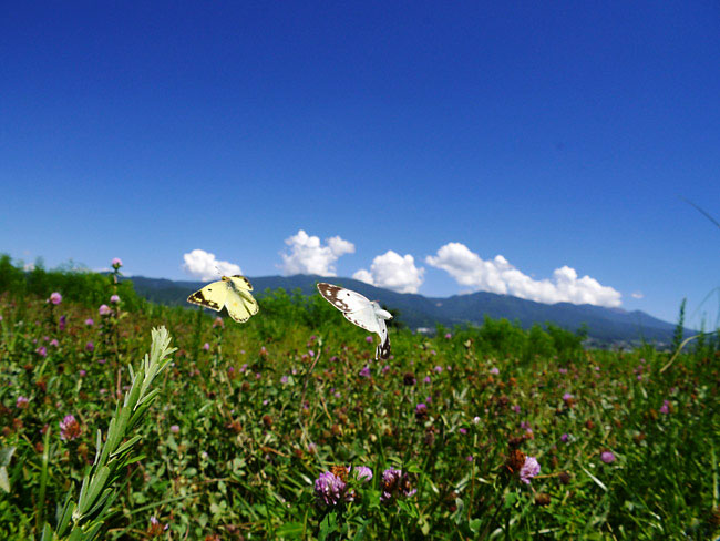 LUMIX G X VARIO PZ 14-42mmに魚眼コンバーターを使う