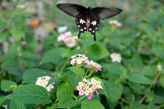 ニコン１V2のスロービュー機能で撮る