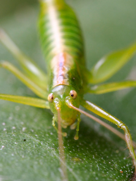 ササキリモドキの顔（E-PL5のシングルフォーカスポイント）