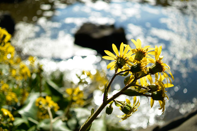 電子シャッターで明るいレンズを開放で（ニコン１V2）