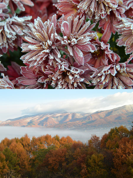 ニコン１　V２にAFS24-85でマクロ