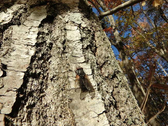 ZR1000の全焦点マクロでハエを写した