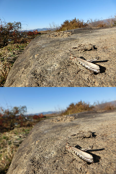 ZR1000の全焦点マクロを試す