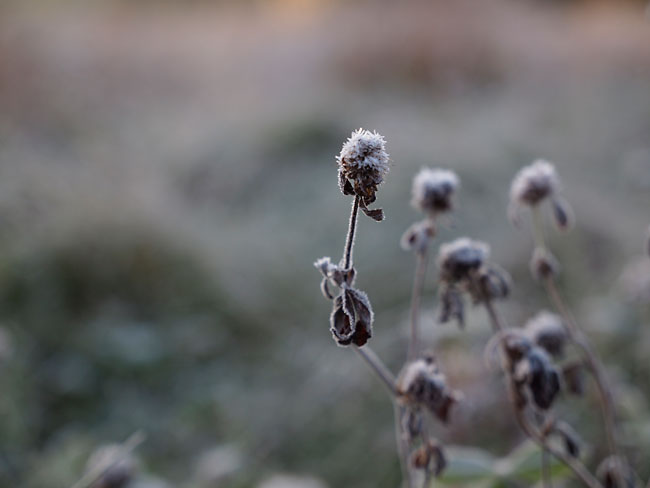 14-35F2.0で霜を撮る