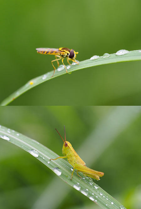 M.ZUIKO ED 60mm F2.8 Macroを使う