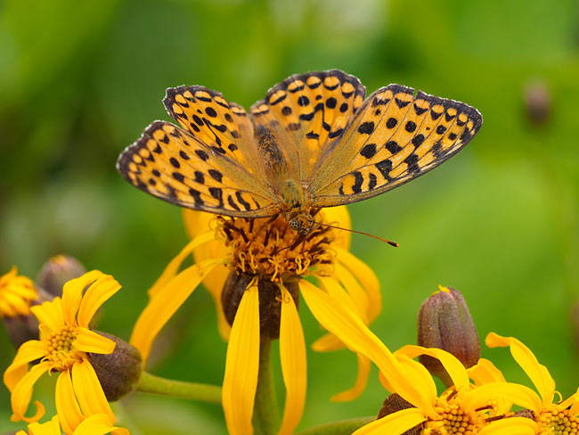 60mmマクロで撮ったギンボシヒョウモン