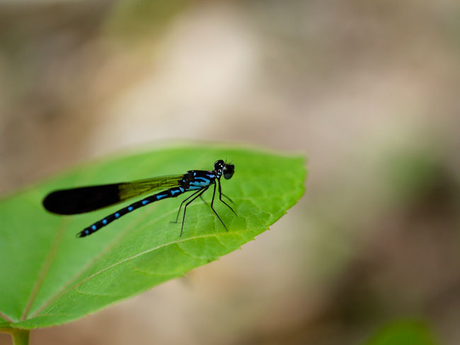 ミラーレスとフルサイズ