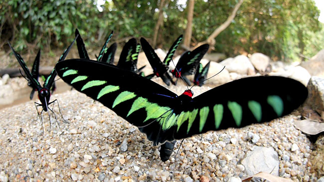 Lumix G X Vario PZ 14-42mmでアカエリトリバネアゲハ