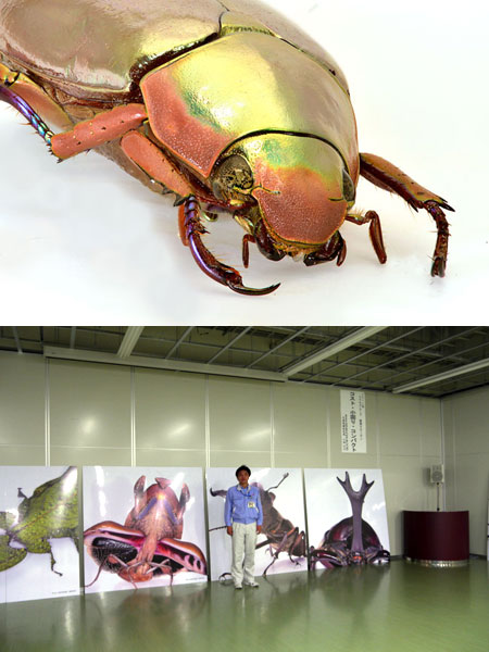 キンイロコガネ