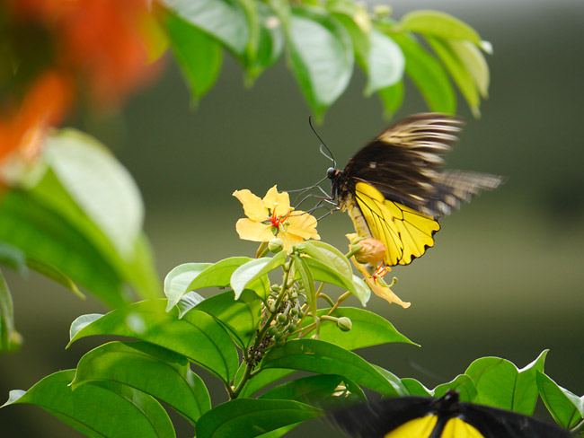 アンフリサスキシタアゲハ