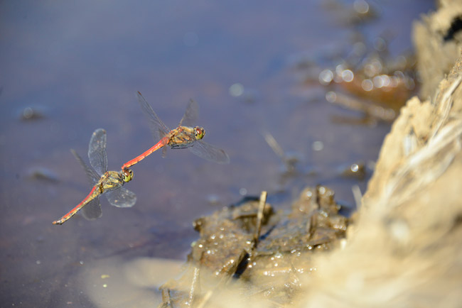アキアカネの産卵