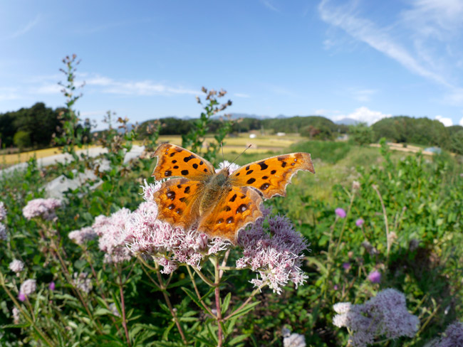 マイクロフォーサーズ用の魚眼レンズ