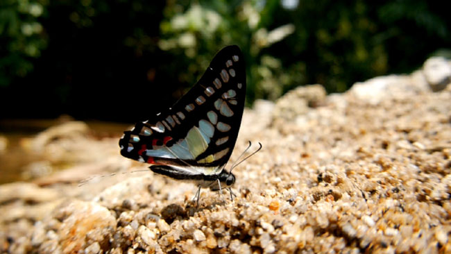 チョウのおしっこ(エベモンタイマイ）