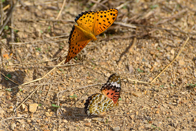 ツマグロヒョウモンの求愛
