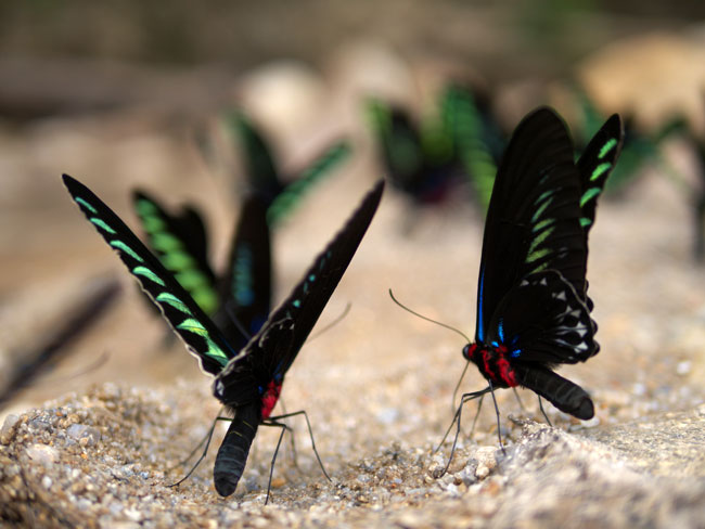 アカエリトリバネアゲハを明るいレンズで撮る